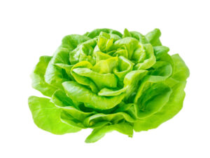 Lettuce Salad Rosette Head With Water Drops