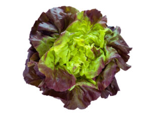 Purple Green Lettuce Salad Head